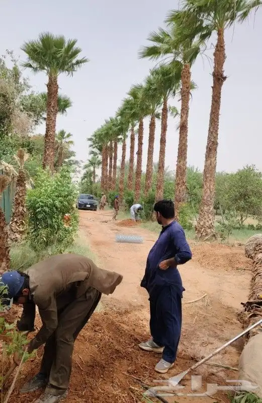 نخل واشنطي 6متر واكثر واشجار زيتون وسدر للبيع 0