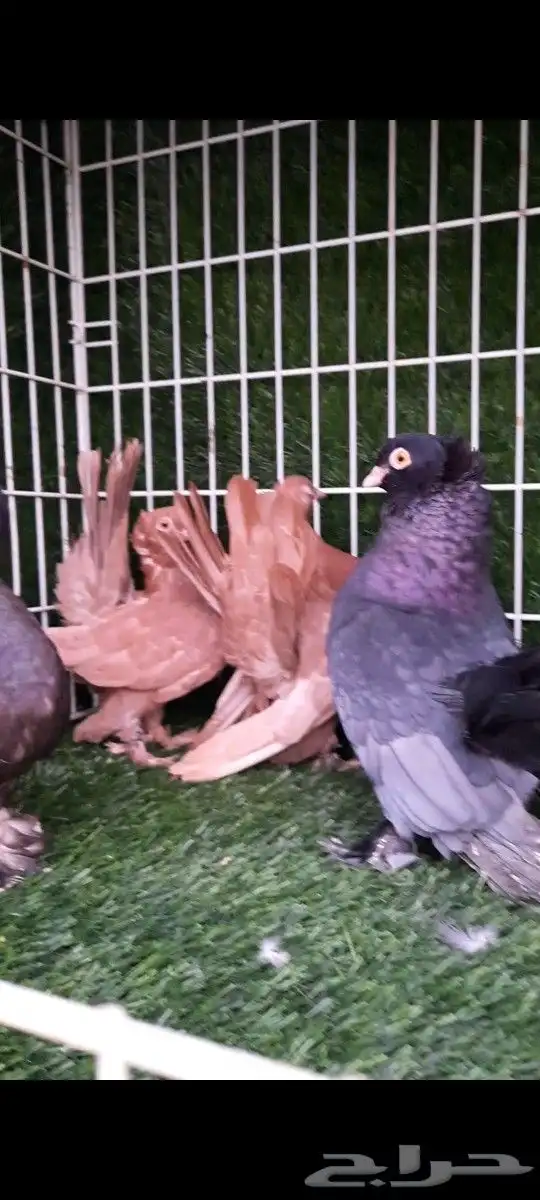 جوز كرنقو 7