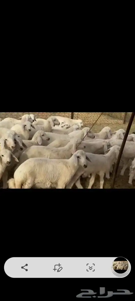 غنم طيبه 1