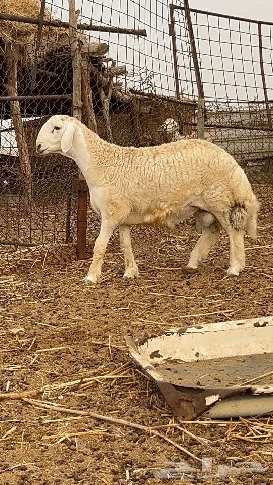 مشروع فحل حري مشروط(تم البيع) 0