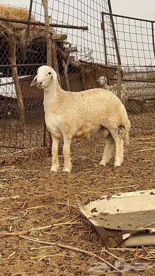 مشروع فحل حري مشروط(تم البيع) 1