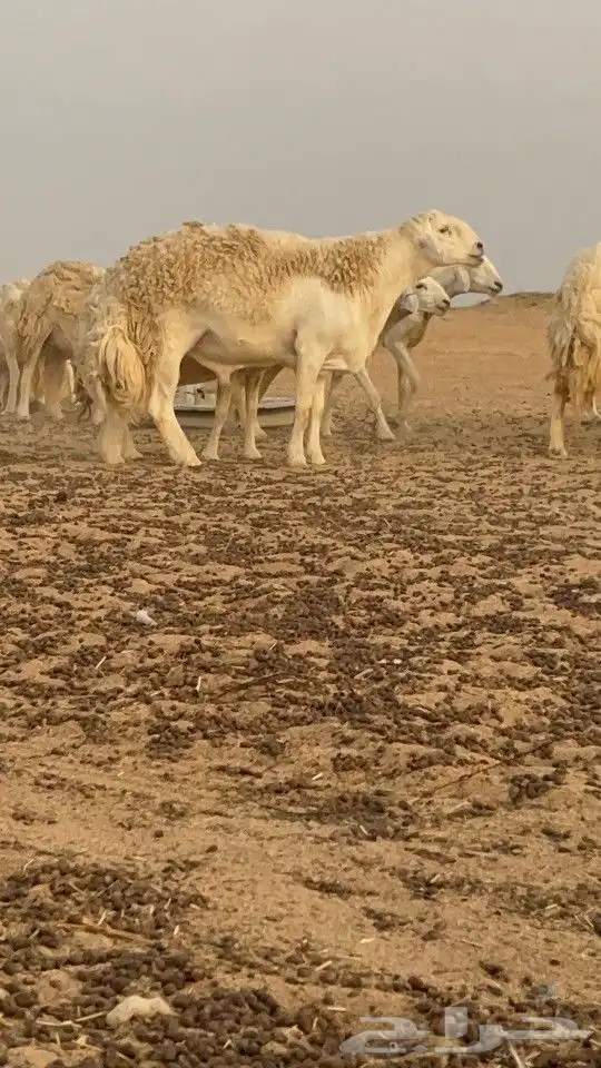 مشروع فحل حري مشروط(تم البيع) 2