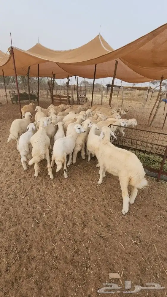 بهم تربية حري نظيف ((تم البيع)) 0