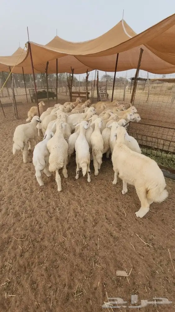 بهم تربية حري نظيف ((تم البيع)) 1