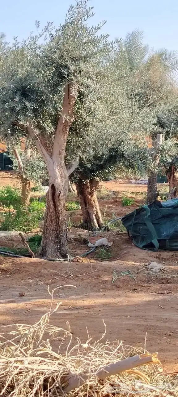 يوجد لدينا زيتون للبيع لتواصل 5