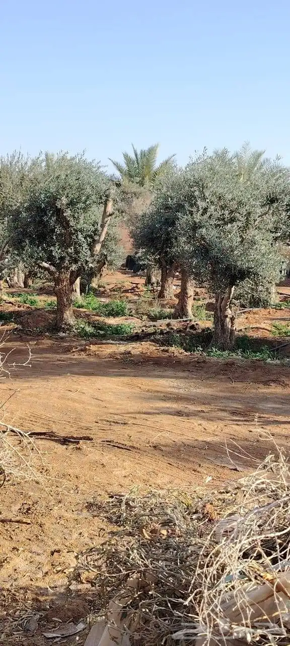 يوجد لدينا زيتون للبيع لتواصل 2