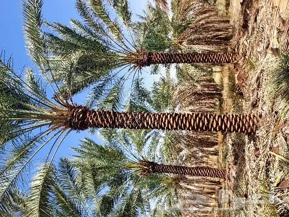 نخل تكريب هلال 0