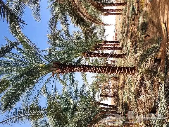 نخل تكريب هلال 2