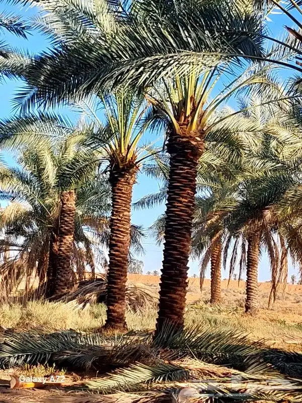 نخل واشنطي 6متر واكثر واشجار زيتون وسدر للبيع 2