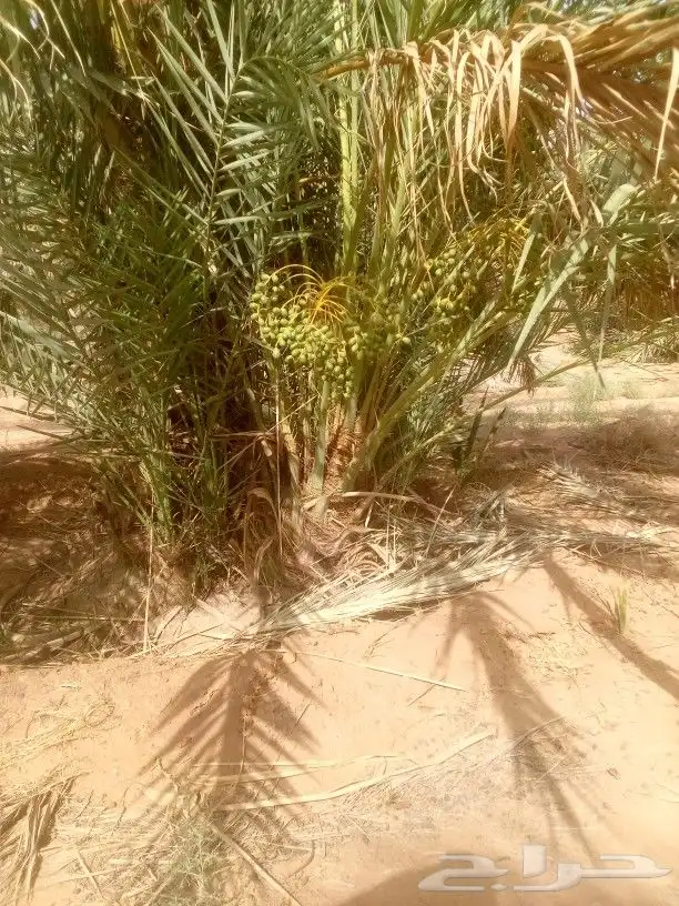 نخل مثمر فراخ اخلاص مجدول وجميع المقاسات متوفره 5
