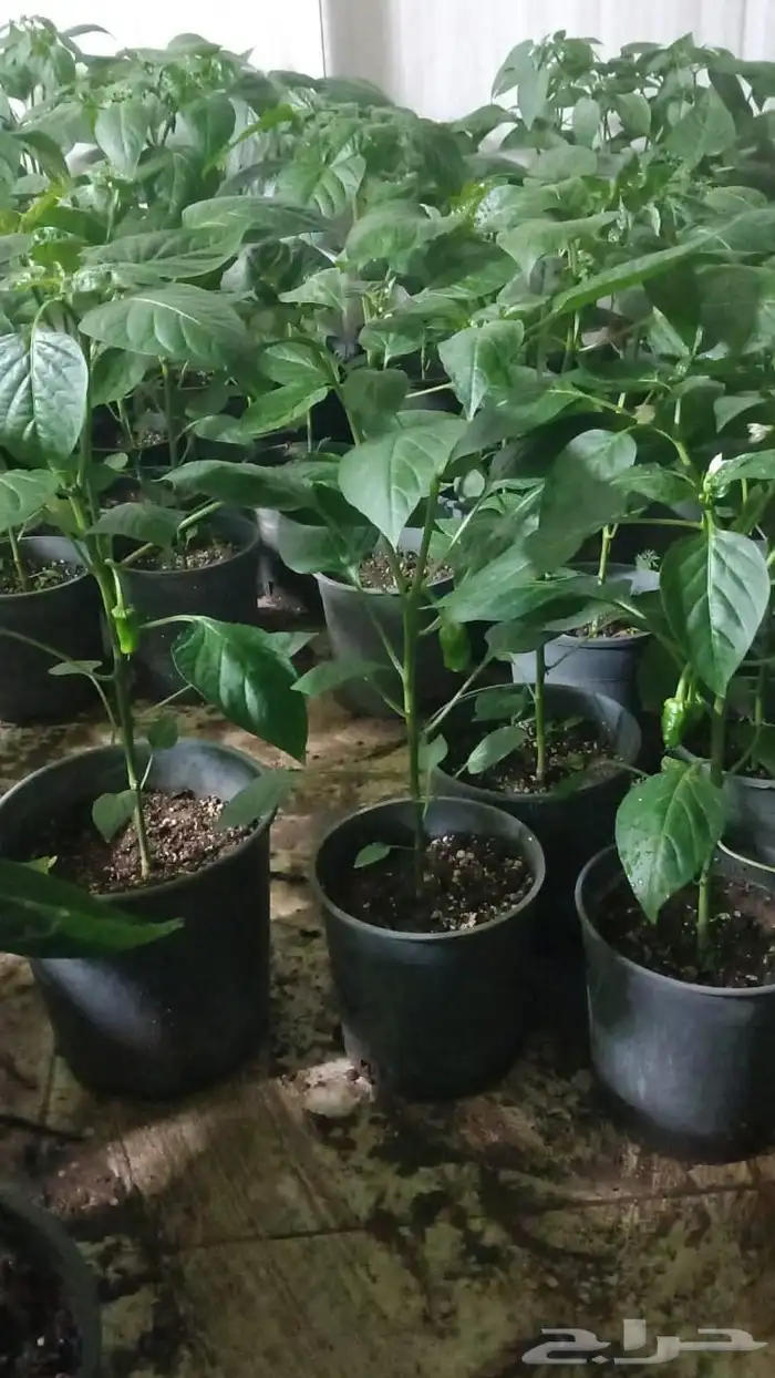 شتلالت فلفل شقرا متوفر كميه للمشاتل 0