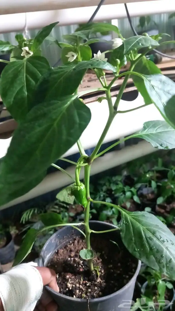 شتلالت فلفل شقرا متوفر كميه للمشاتل 1