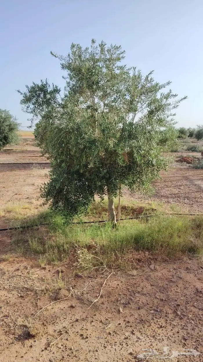 اشجار زيتون 1
