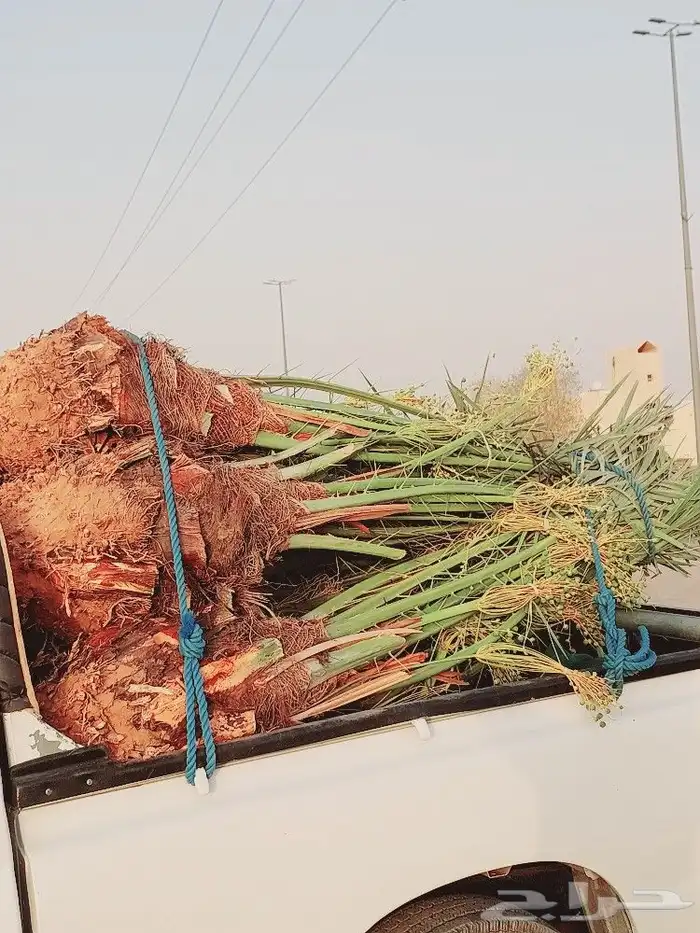 مشاءالله تبارك الرحمن توفر نخيل خلاص درجة اولى طيب ونهى 2