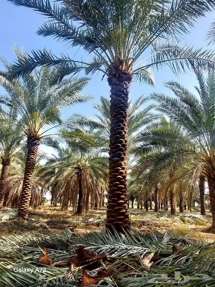 نخل تكريب هلال 5