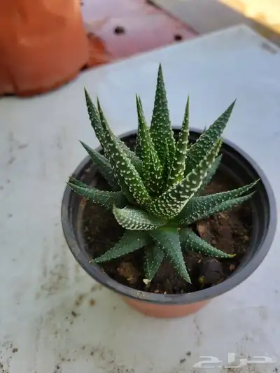 صباريات 6