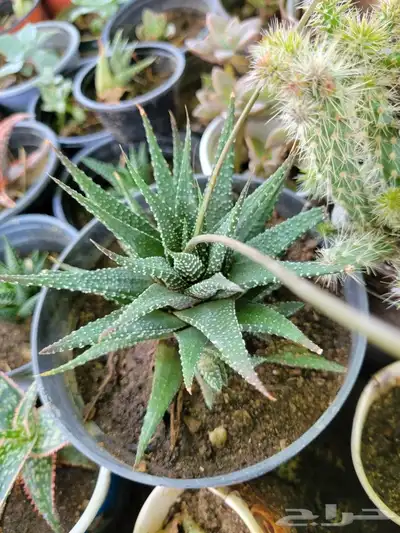 صباريات 1