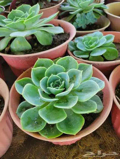 صباريات 3