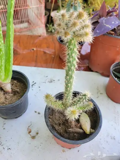 صباريات 5