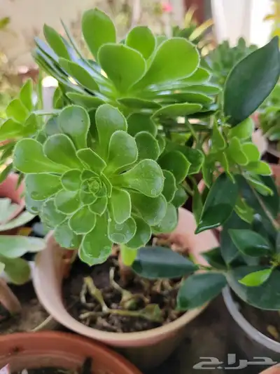 صباريات 2