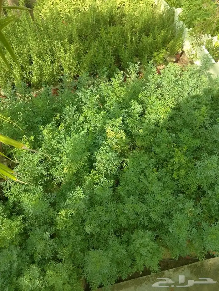 تركيب شبكات الري خدمات الزراعه والنخيل 7