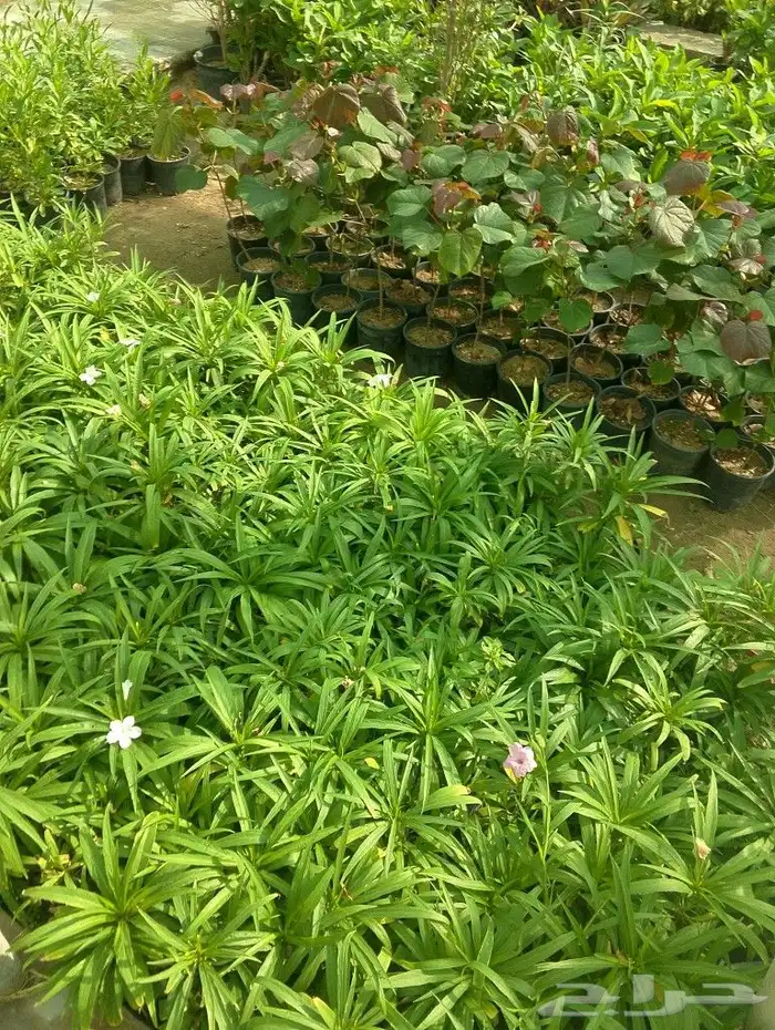 تركيب شبكات الري خدمات الزراعه والنخيل 8