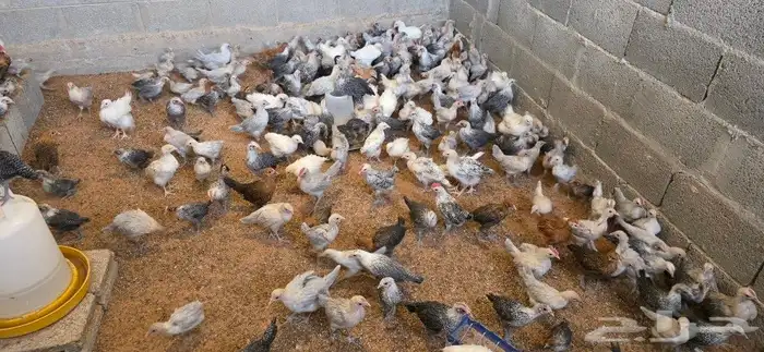 دجاج فيومي صوص وكبار الوان متعددة 4