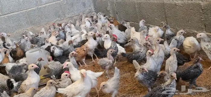 دجاج فيومي صوص وكبار الوان متعددة 1