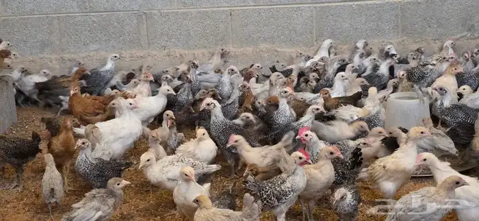 دجاج فيومي صوص وكبار الوان متعددة 0