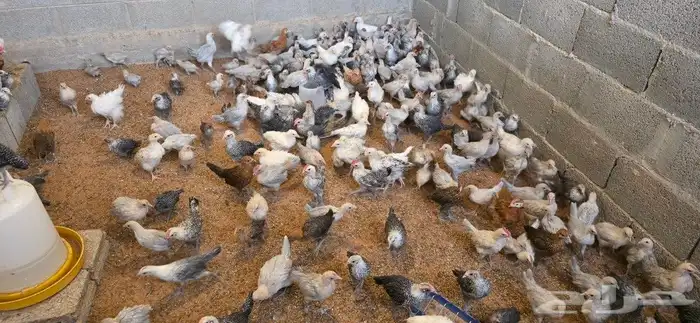 دجاج فيومي صوص وكبار الوان متعددة 3