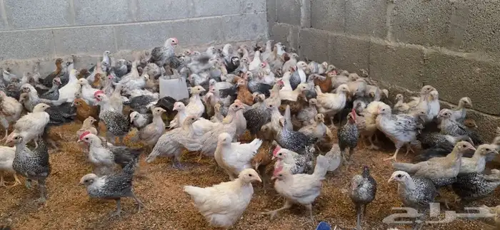 دجاج فيومي صوص وكبار الوان متعددة 2