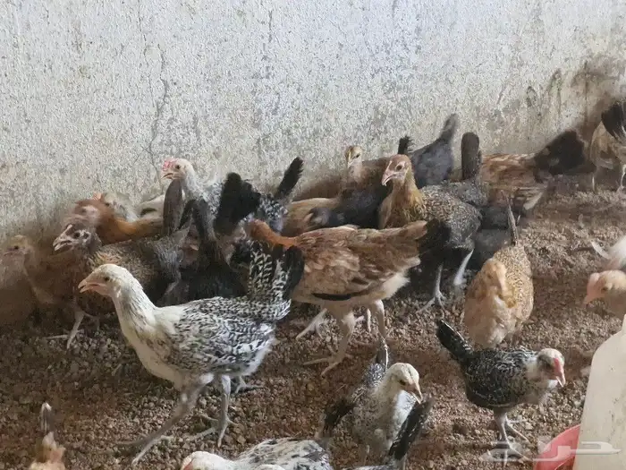 دجاج بشاير   ديوك 23