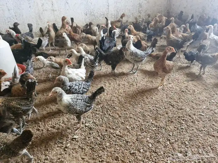 دجاج بشاير   ديوك 13