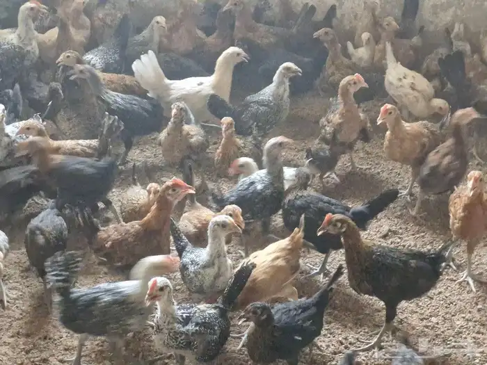 دجاج بشاير   ديوك 19