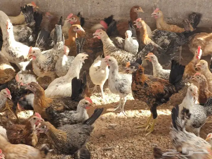 دجاج بشاير   ديوك 12