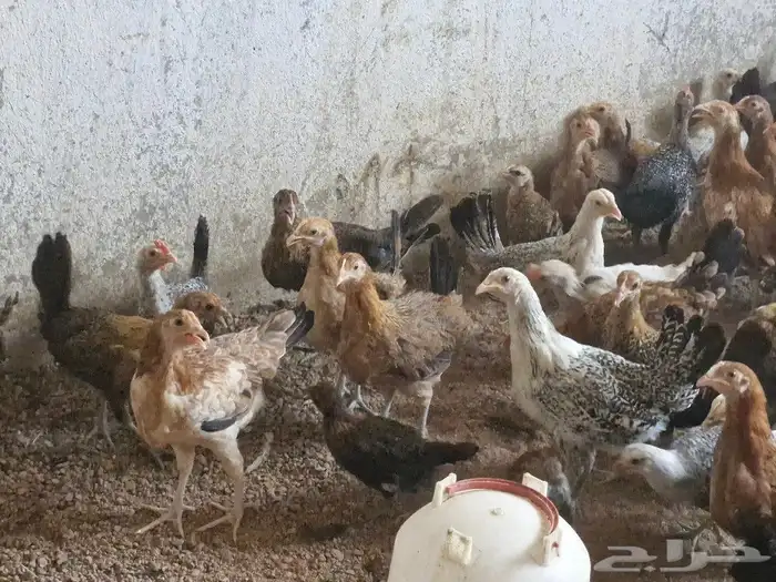 دجاج بشاير   ديوك 22