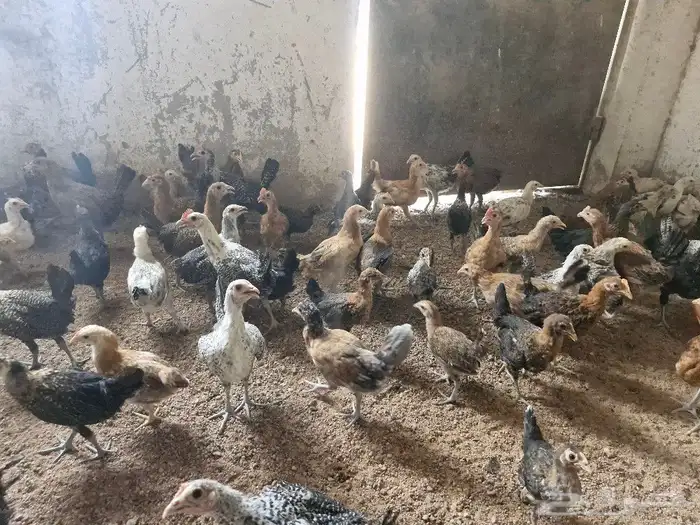 دجاج بشاير   ديوك 14