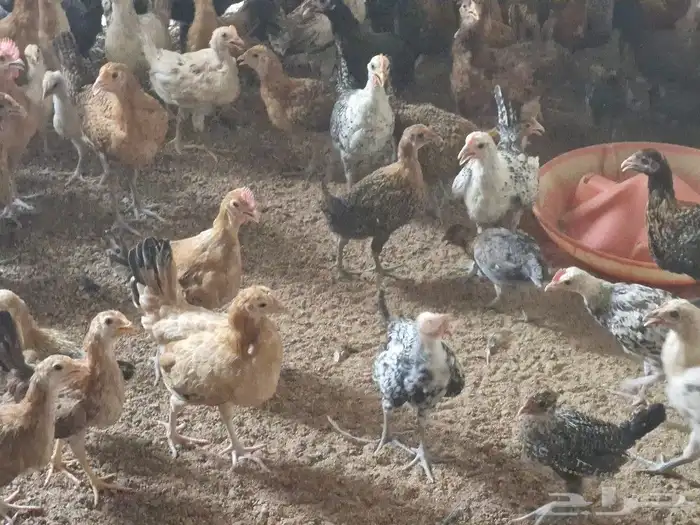 دجاج بشاير   ديوك 7