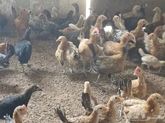 دجاج بشاير   ديوك 21