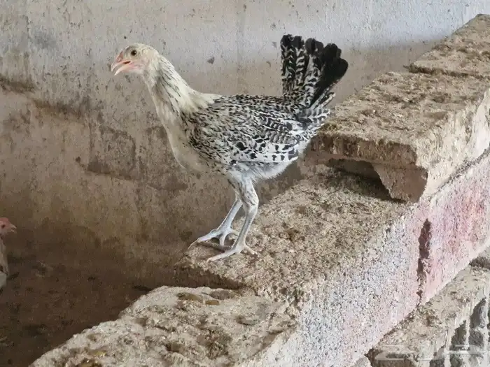 دجاج بشاير   ديوك 24