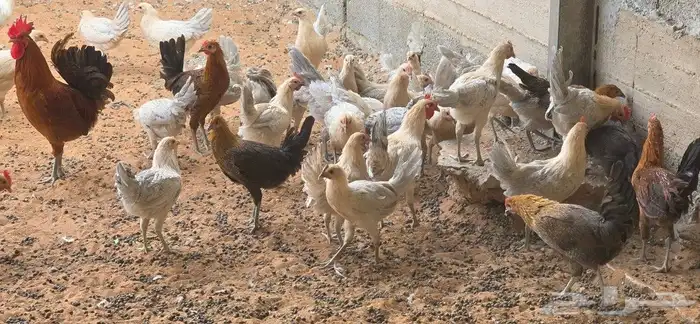 دجاج فيومي صوص وكبار الوان متعددة 7