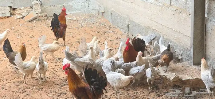 دجاج فيومي صوص وكبار الوان متعددة 6