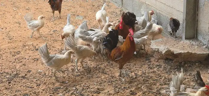 دجاج فيومي صوص وكبار الوان متعددة 8