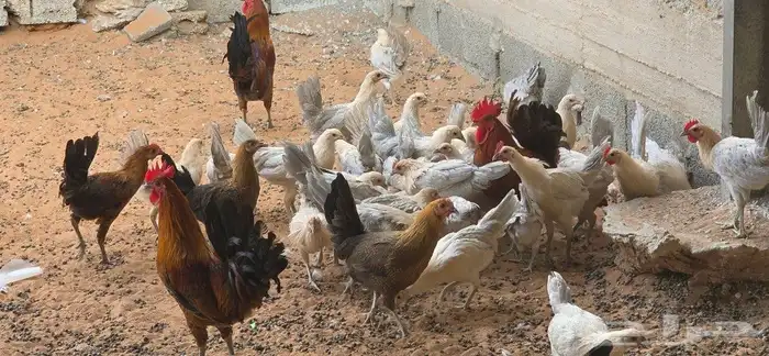 دجاج فيومي صوص وكبار الوان متعددة 5