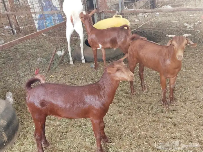 تيوس محايليه ماشاء الله تبارك الله 1