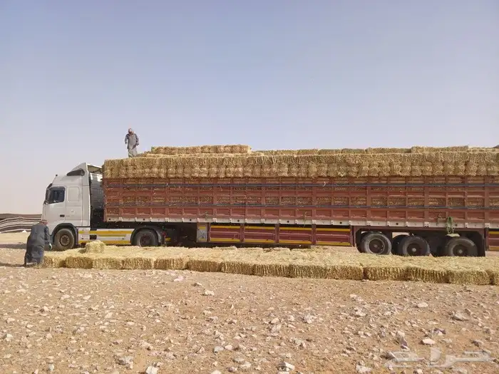 جوانب عالي متواجد تبوك 1