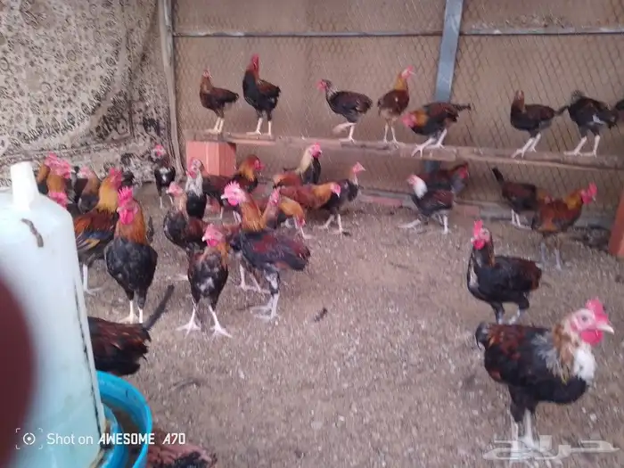 ديوك بلدي تب نظيفة سمان 1