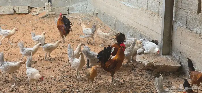 دجاج فيومي صوص وكبار الوان متعددة 9