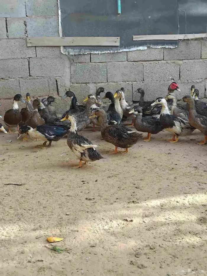 بط شرشيري للذبح 4