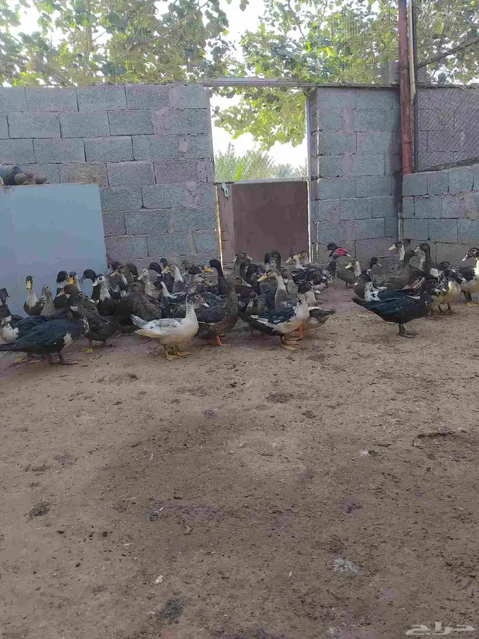 بط شرشيري للذبح 0